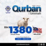 Qurban-Sheep-500-2